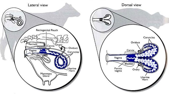 रेक्टल पल्पेसन (Rectal Palpation)